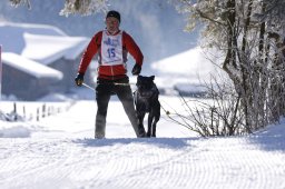 Lenk 2013